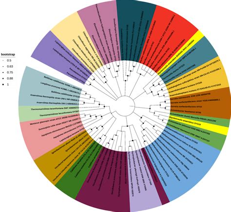 mega phylogenetic tree|mega phylogenetic tree download.